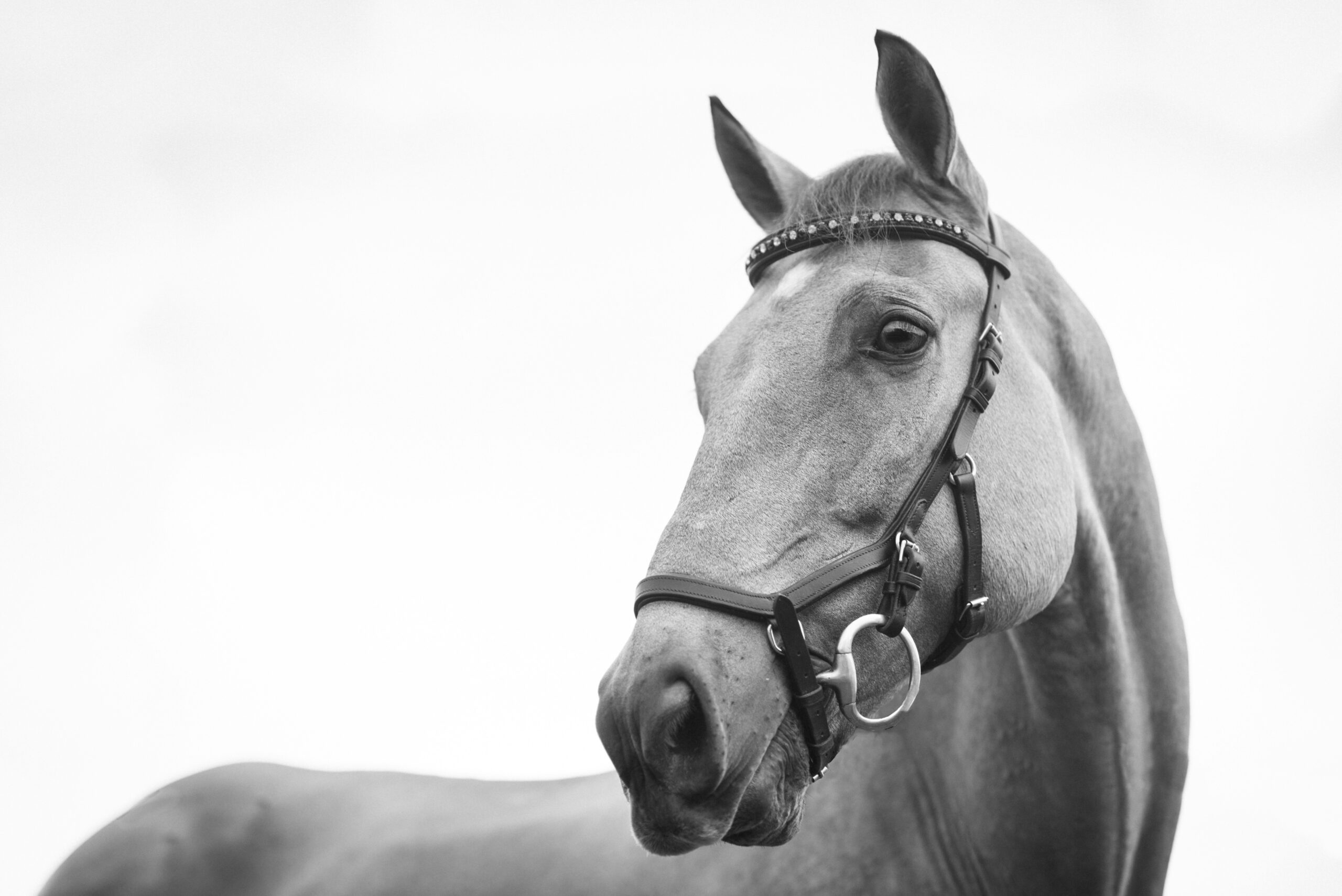 Paarden 