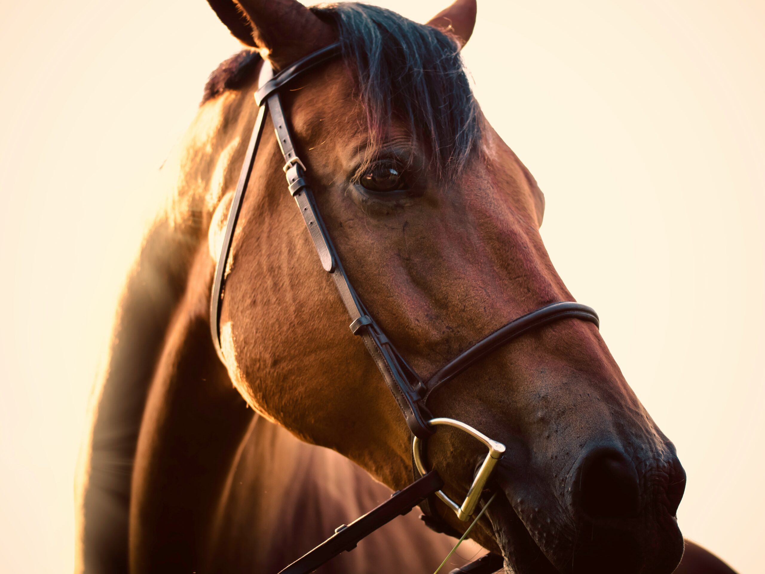 Paarden