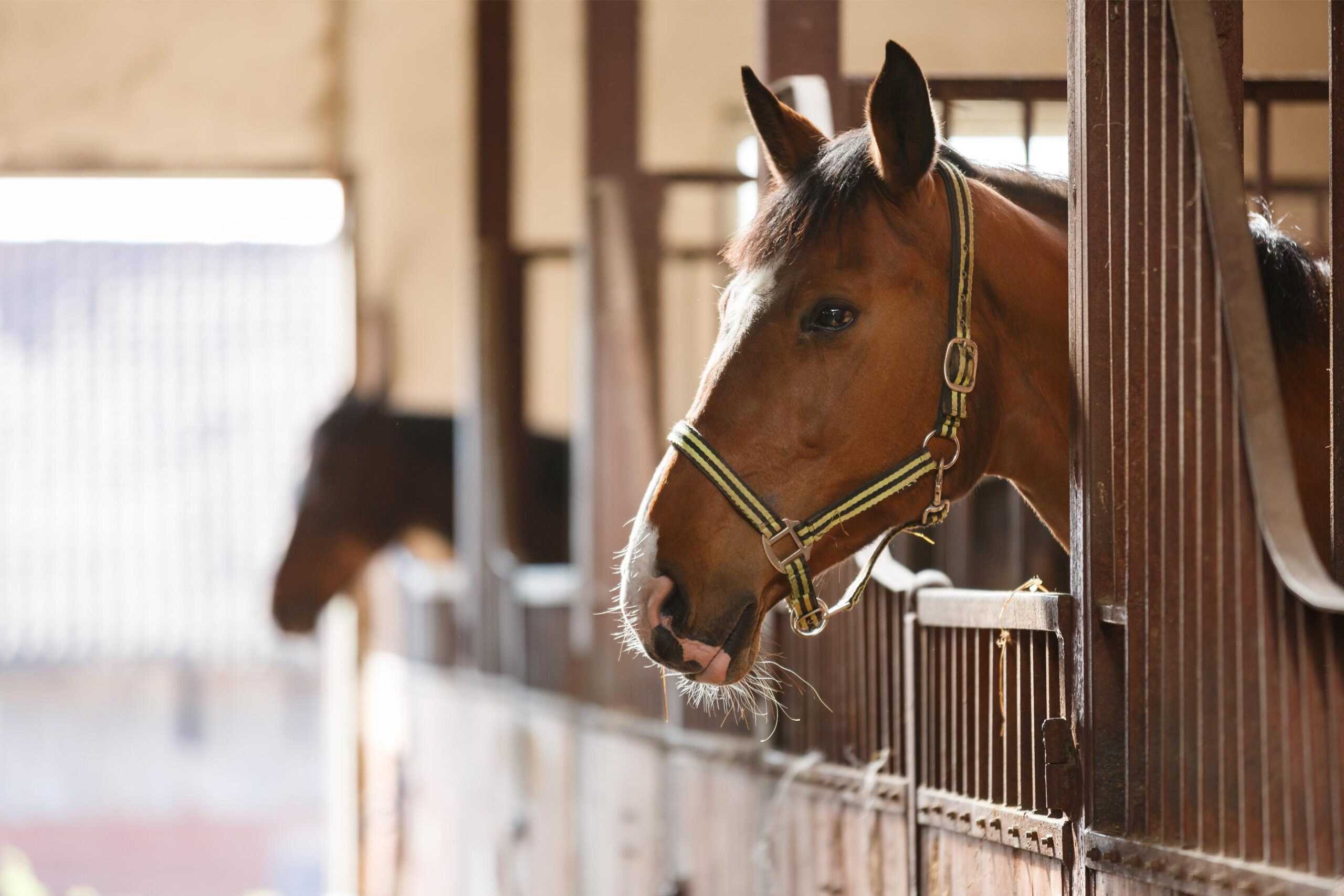 Veiligheidscheck voor paardenboxen